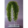 Statuette Olive Sapling