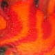 Patera Smugi Czerwone o średnicy  54 cm